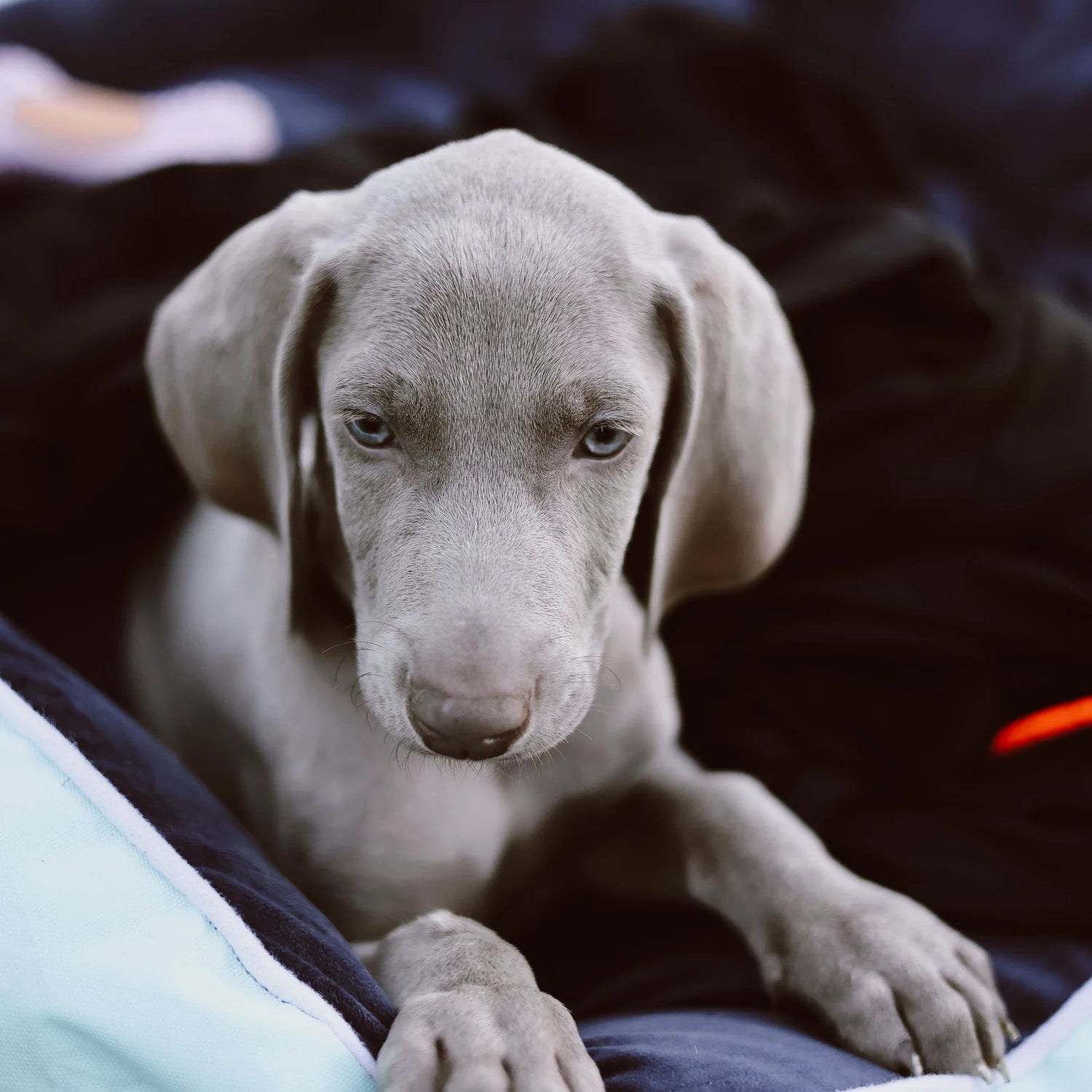 Blue Great Dane puppy resting in a dog bed