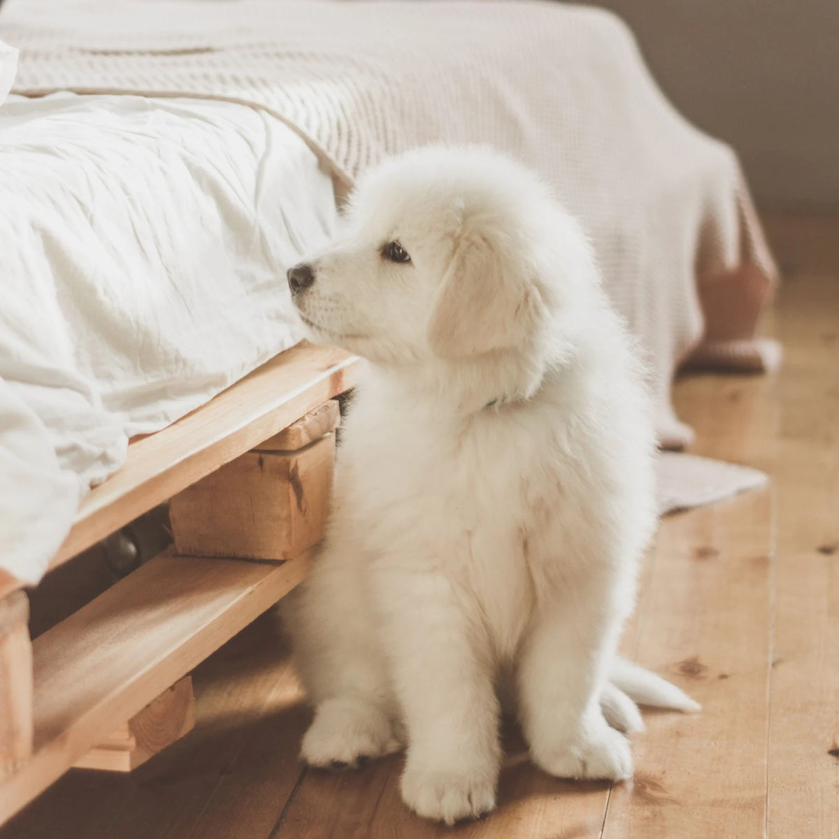 White Great Pyrenees puppy sitting on a wooden floor beside a bed