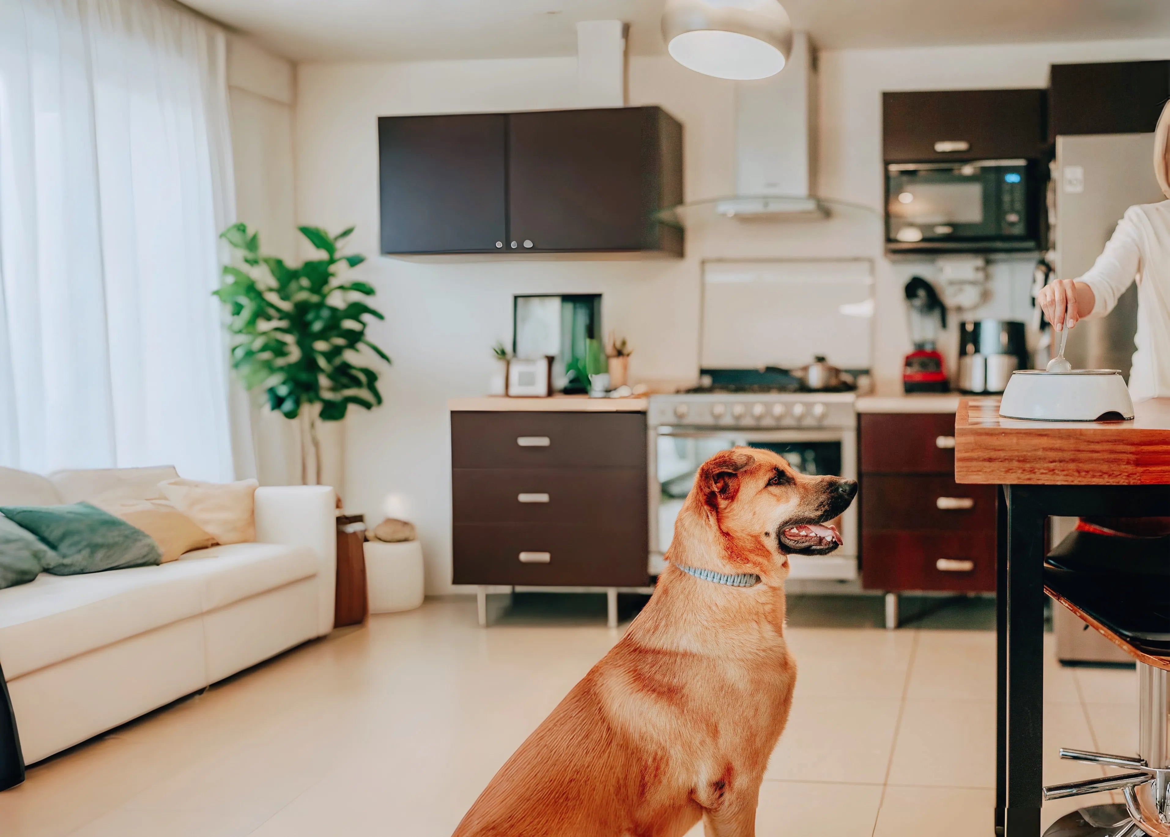 Dog sitting on a kitchen floor looking at a person at a counter, with a living room in the background.