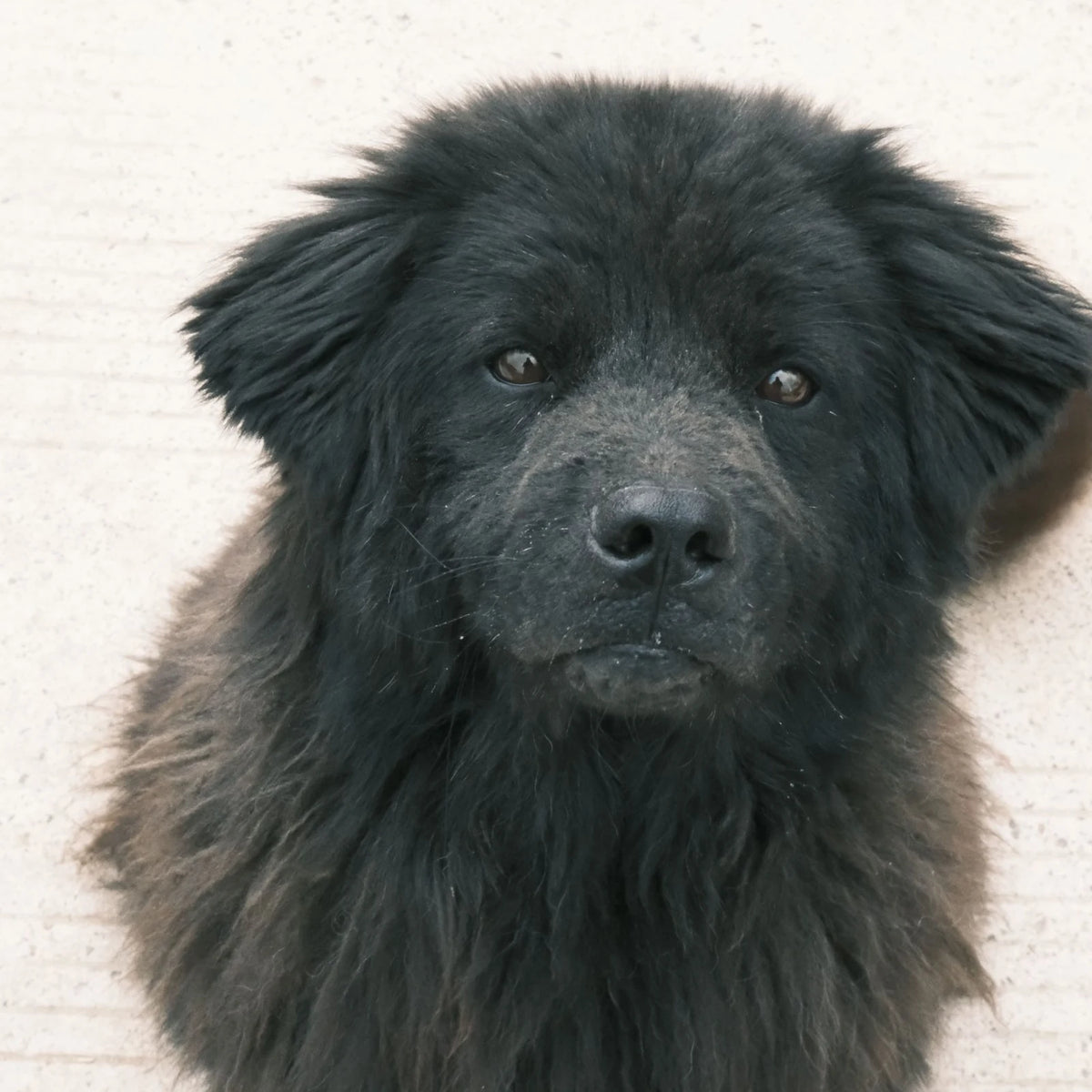 Black Newfoundland puppy against a pale wall