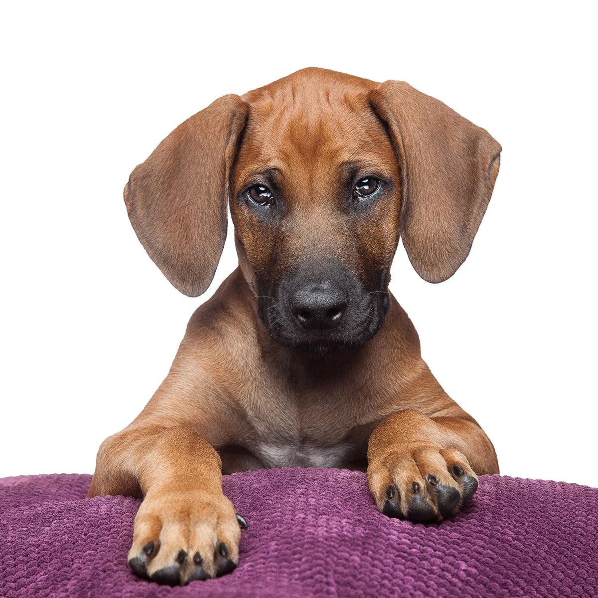 Rhodesian Ridgeback puppy resting on a purple cushion