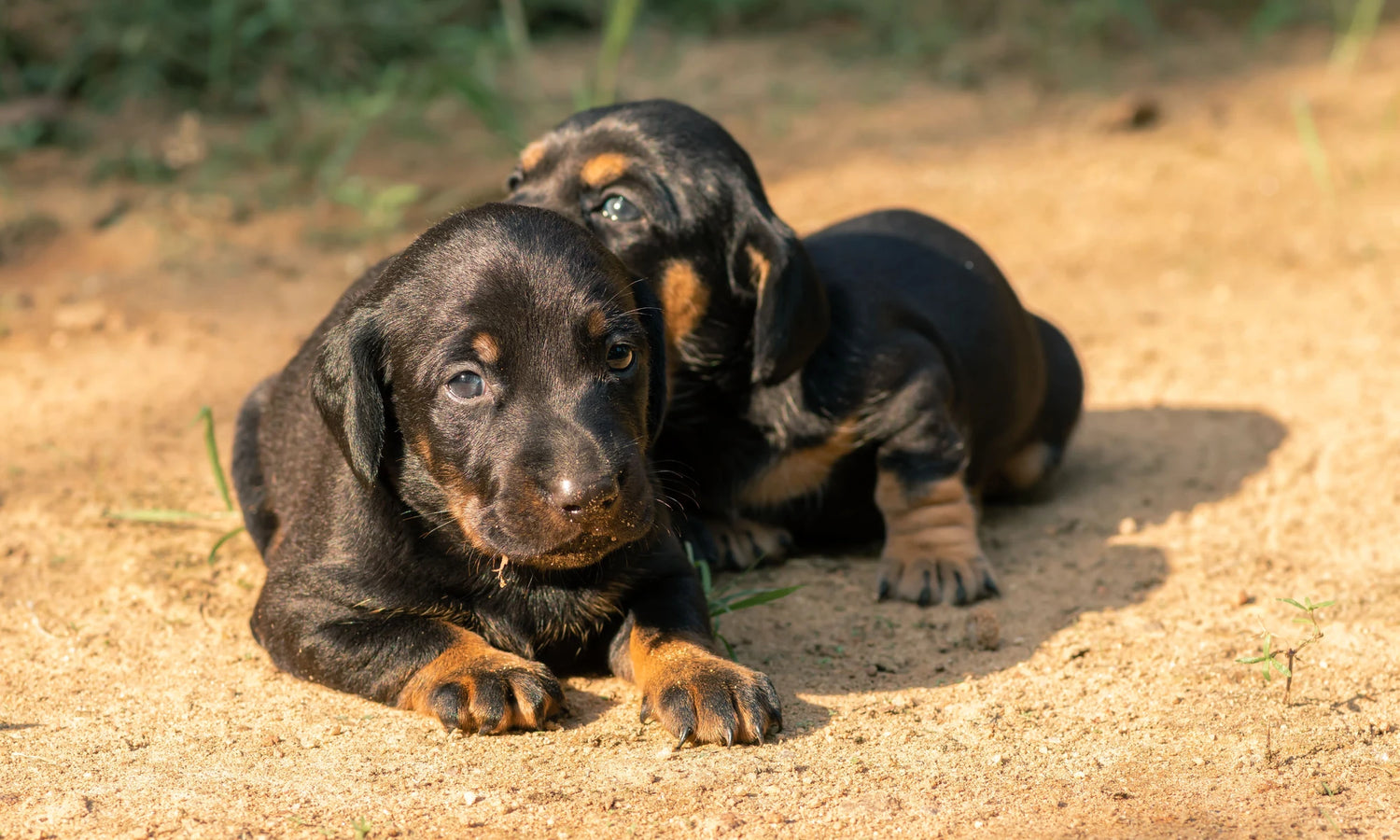 Two Rottweiler puppies resting together outdoors