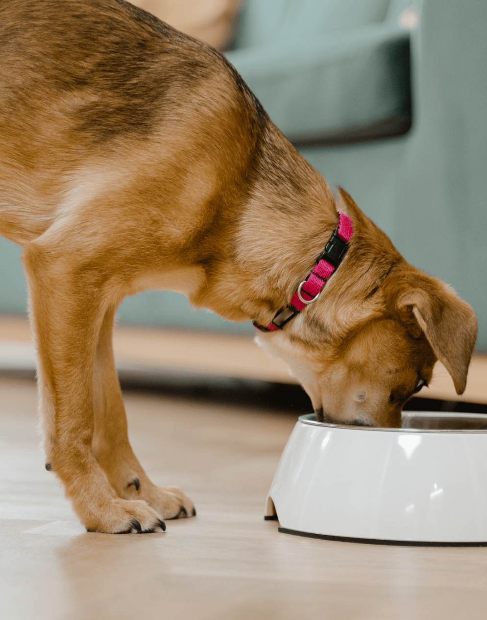 Dog drinking from a white bowl on a wooden floor.