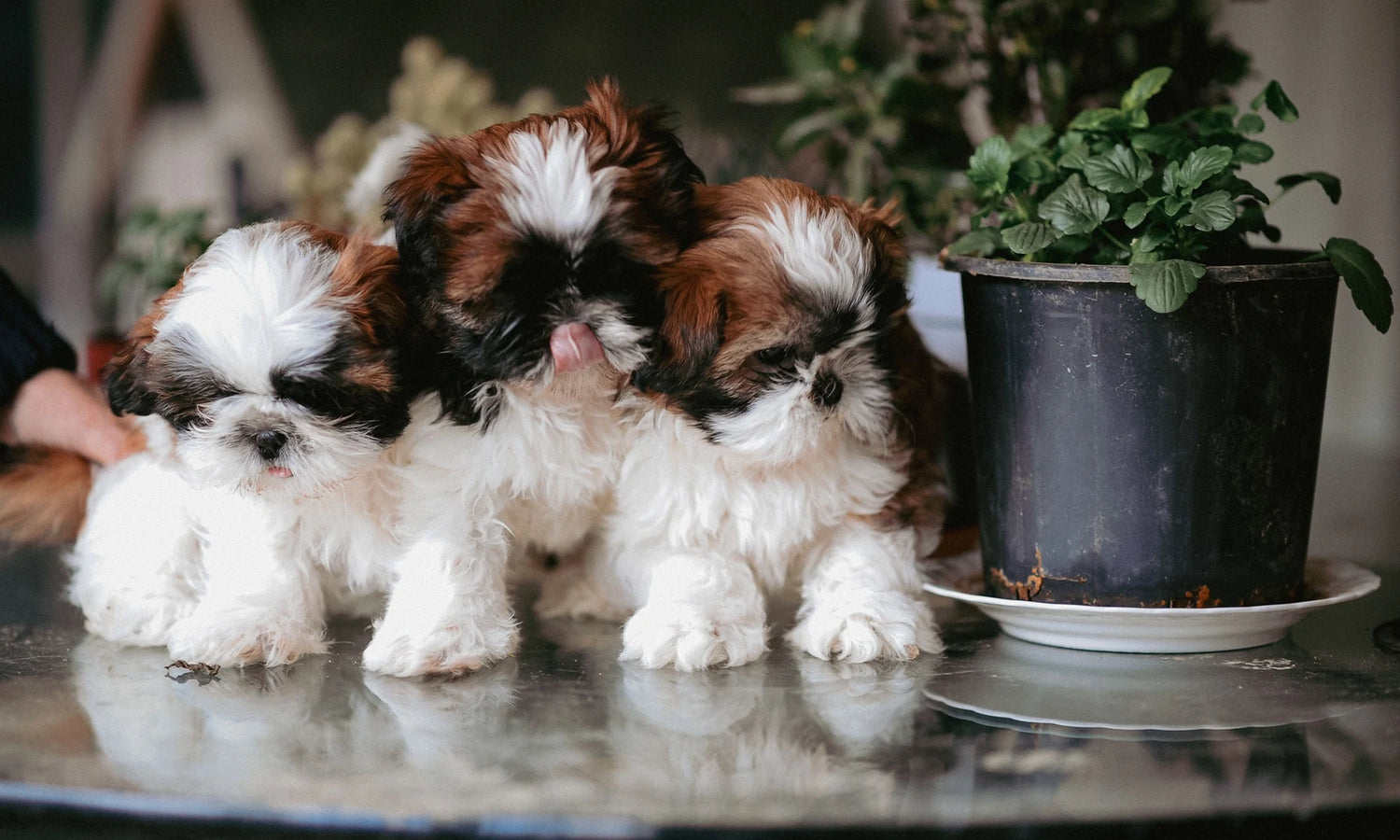 Three Shih Tzu puppies sitting together beside a potted plant