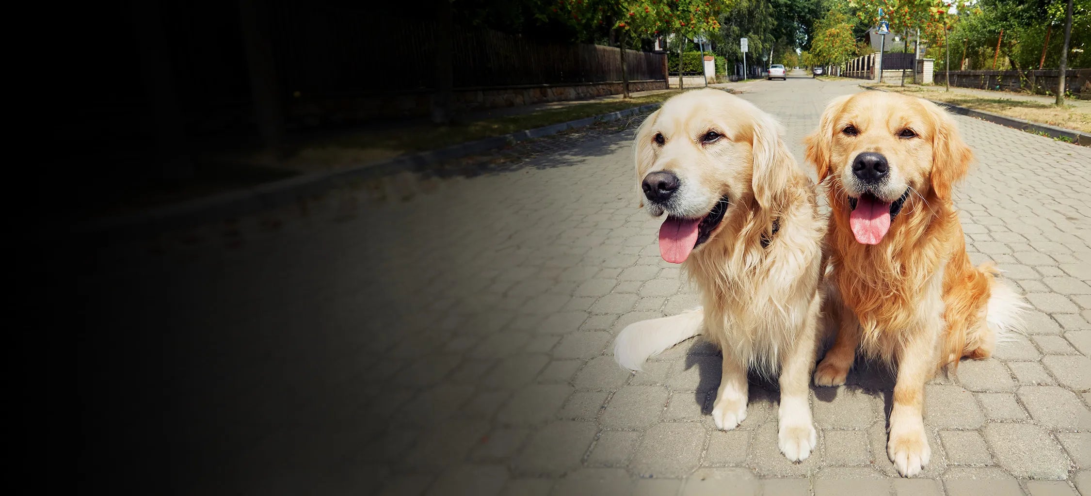 Two golden retrievers sitting on a paved path with a blurred background