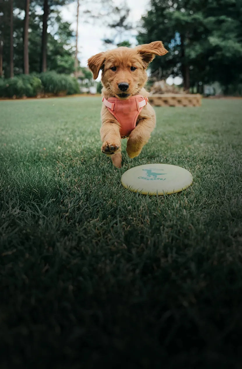 Dog in a pink outfit leaping towards a frisbee on grass