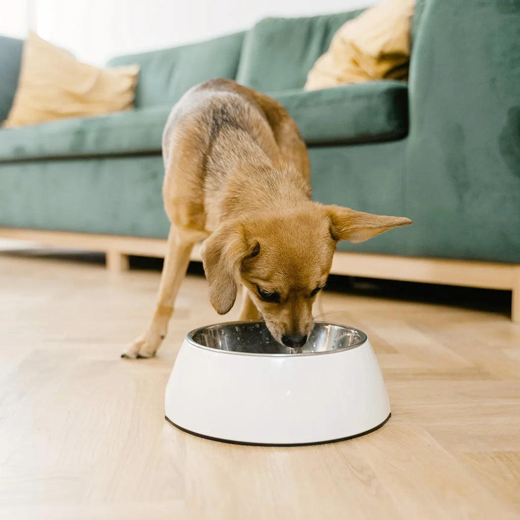 Dog drinking from a white bowl on a wooden floor with a green sofa in the background