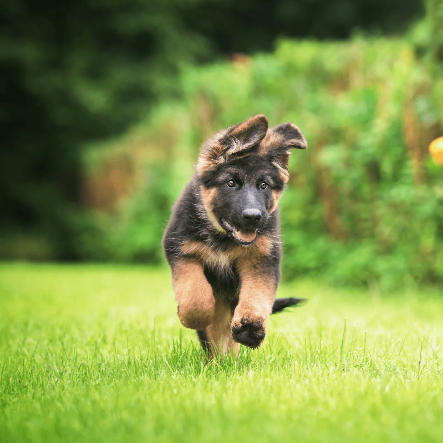 German Shepherd puppy running on grass with a blurred natural background