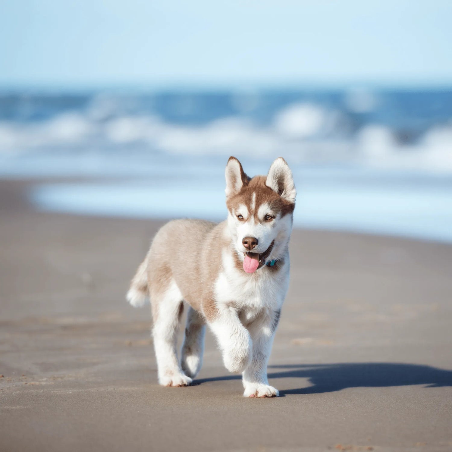 Husky dog walking on a beach with ocean waves in the background