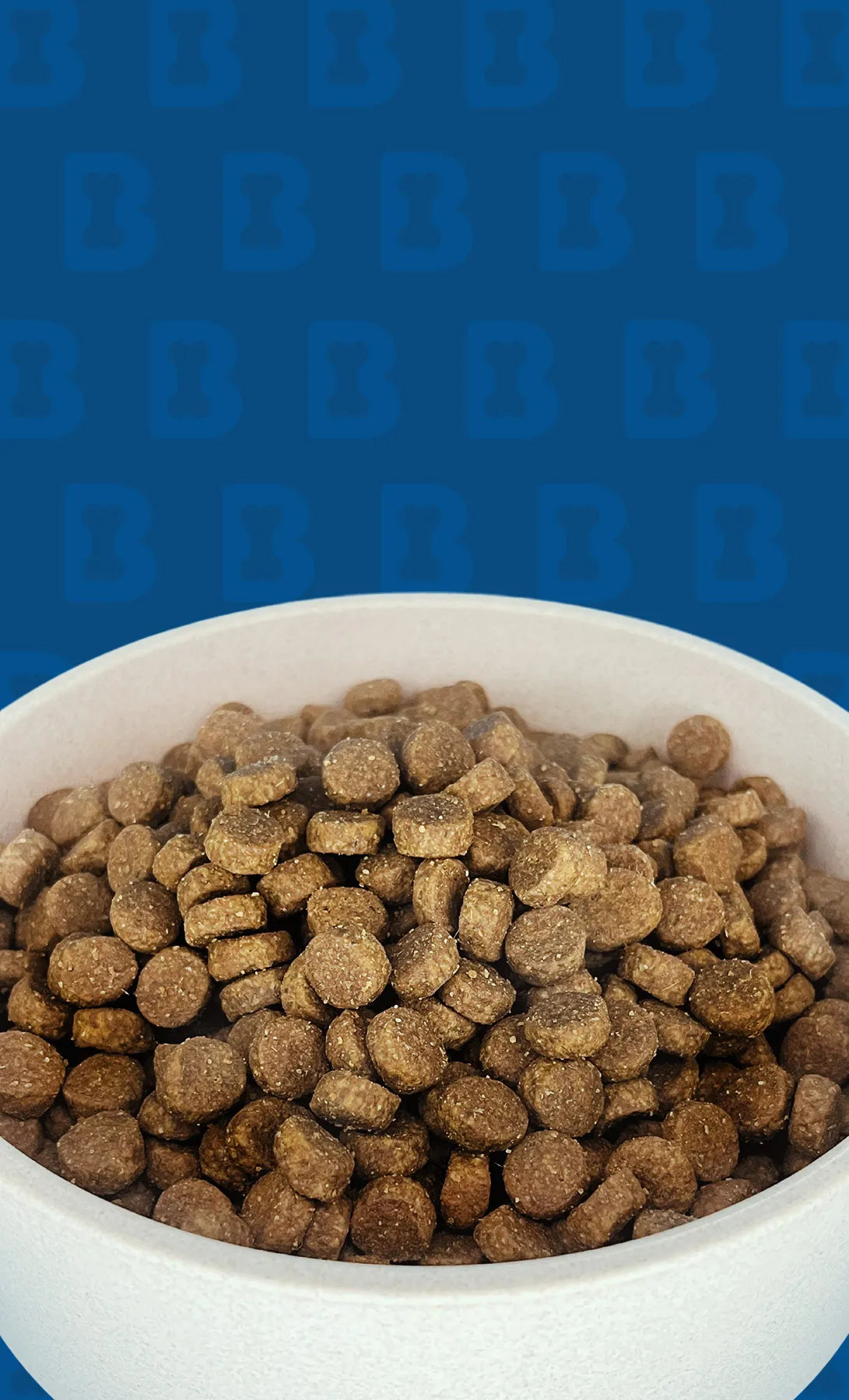 White bowl filled with brown dog food on a blue background
