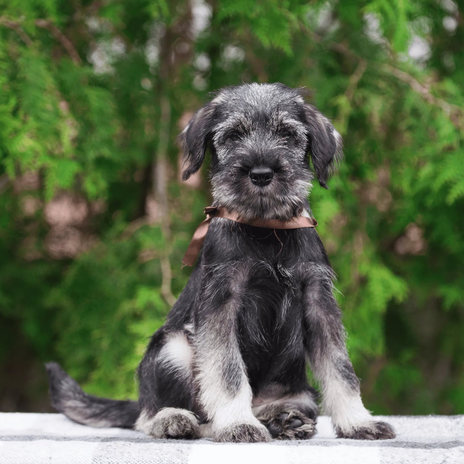 Small dog sitting outdoors with a blurred green background