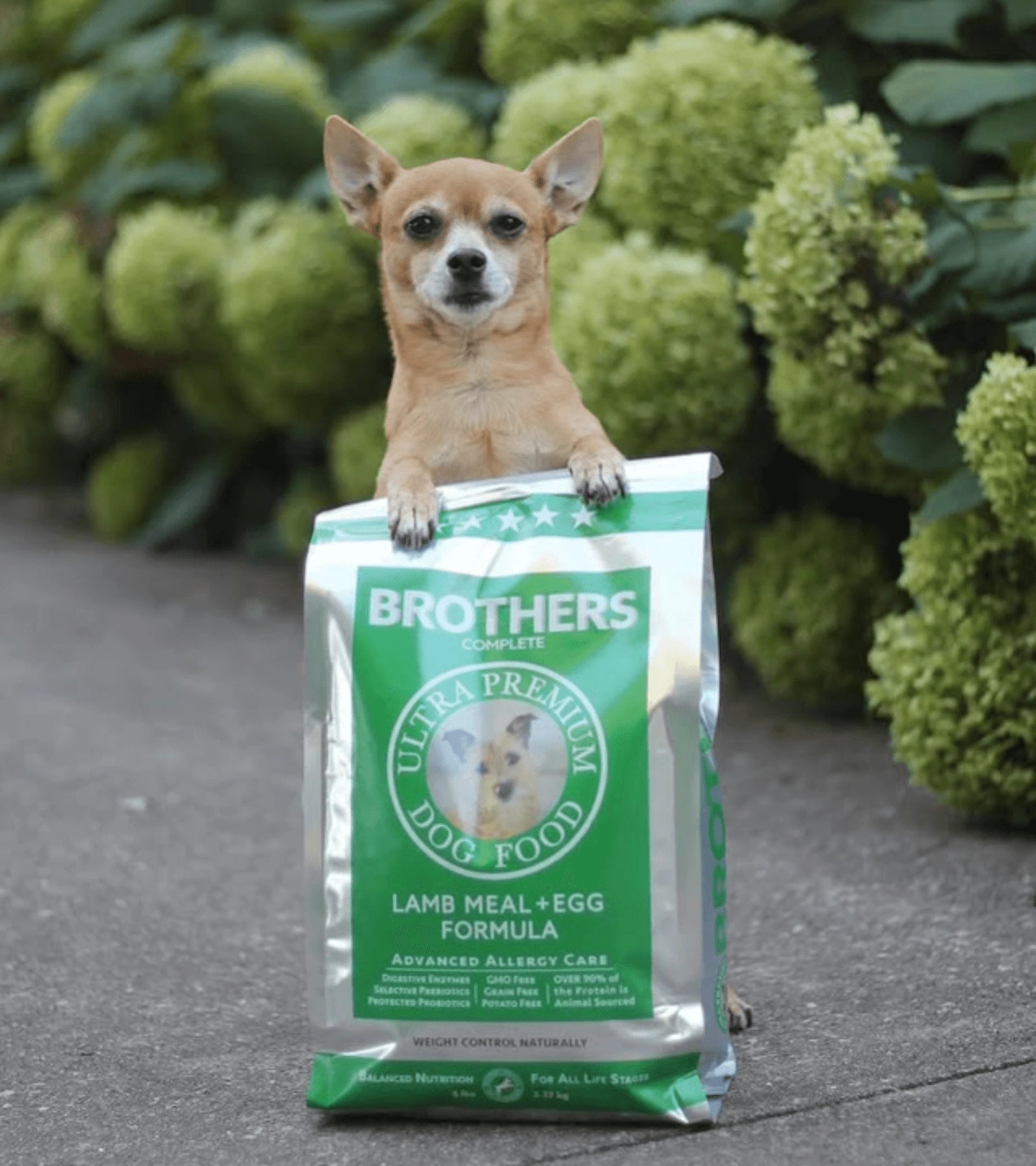 Dog sitting on a bag of Brothers Ultra Premium Dog Food with green bushes in the background
