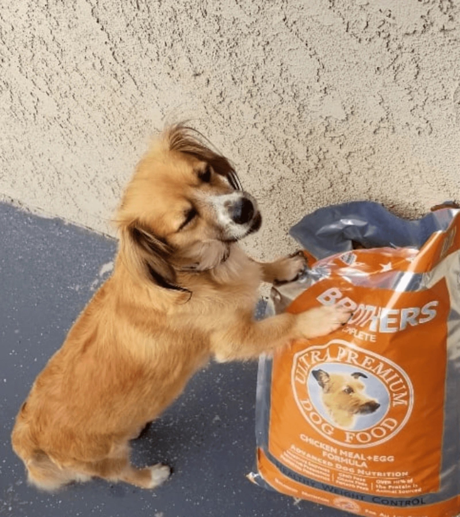 Dog interacting with a bag of Brothers Premium Dog Food against a textured wall.