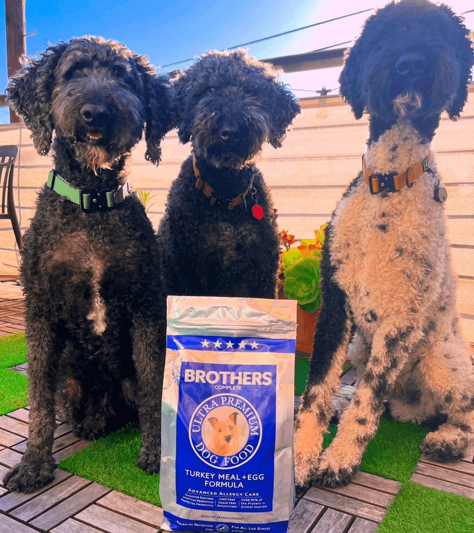 Three dogs sitting behind a bag of Brothers dog food on a wooden deck.
