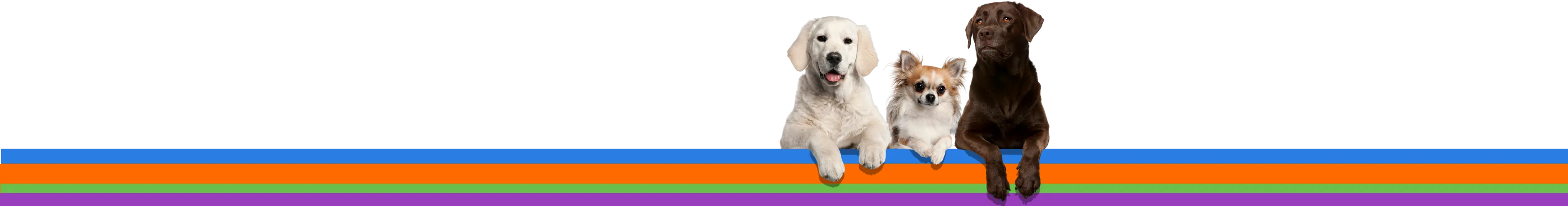 Three dogs standing on a colorful striped background