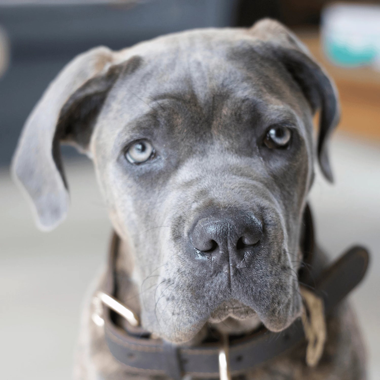 Gray dog with a collar looking directly at the camera.