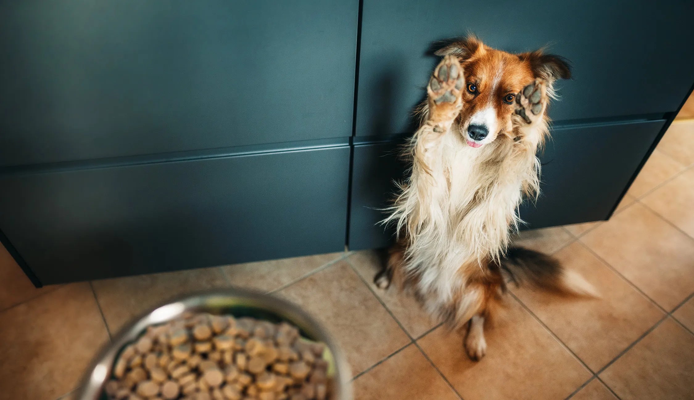 Dog standing on a tiled floor next to a bowl of food in front of a dark green wall.