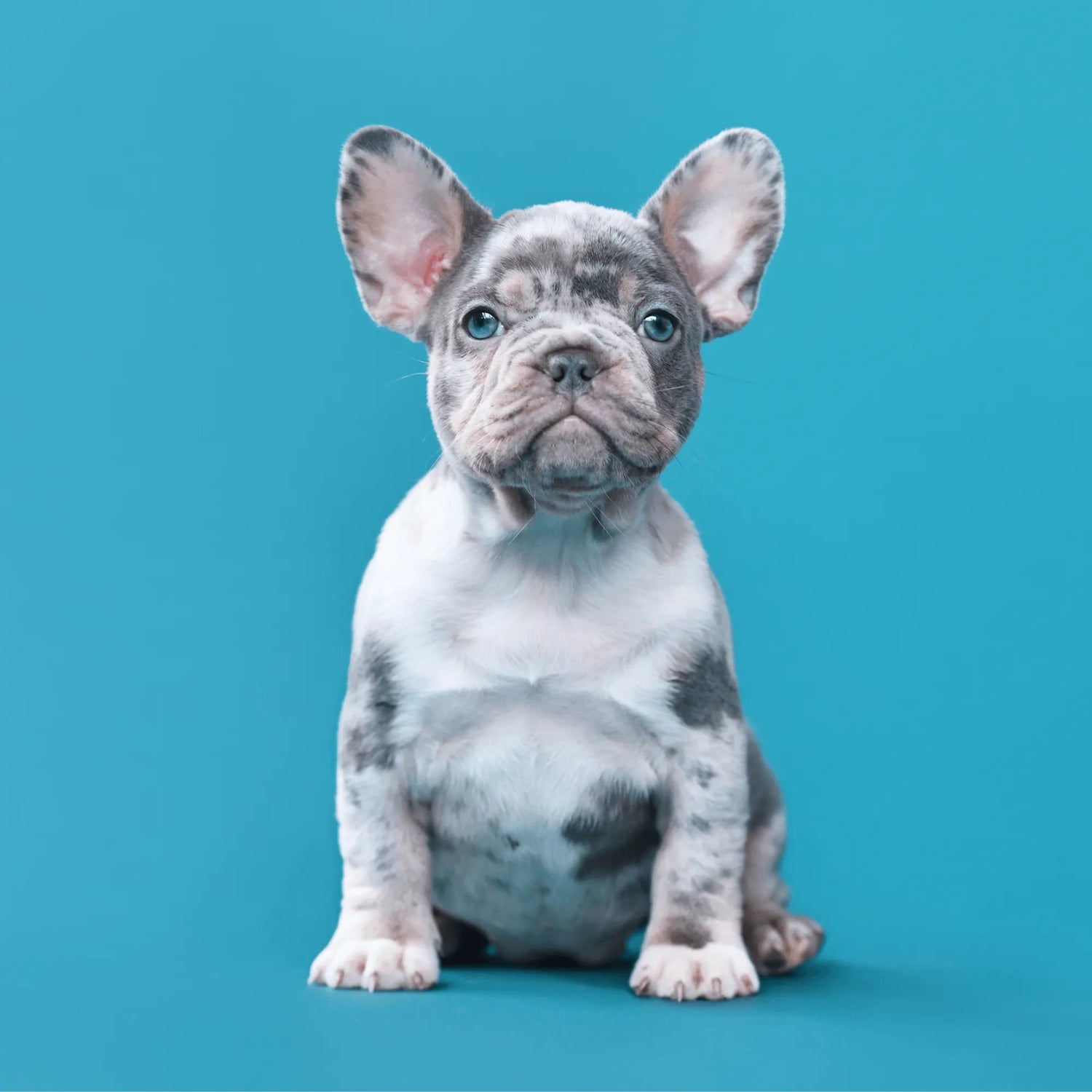 Puppy with a merle coat sitting on a blue background