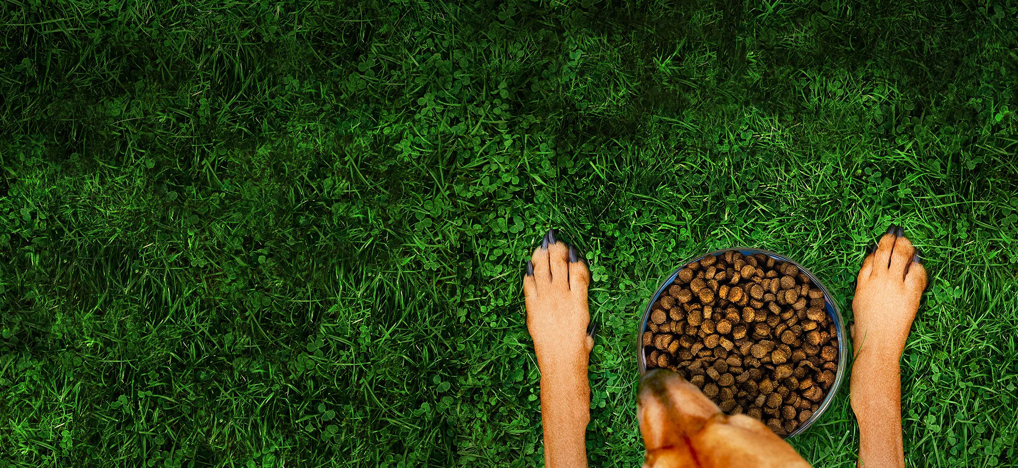 Feet on grass with a bowl of dog food