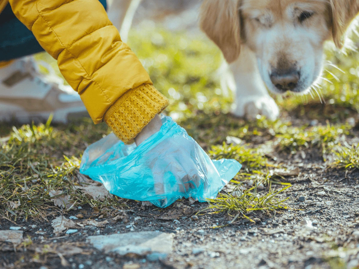 dog parent picking up their dog's poo