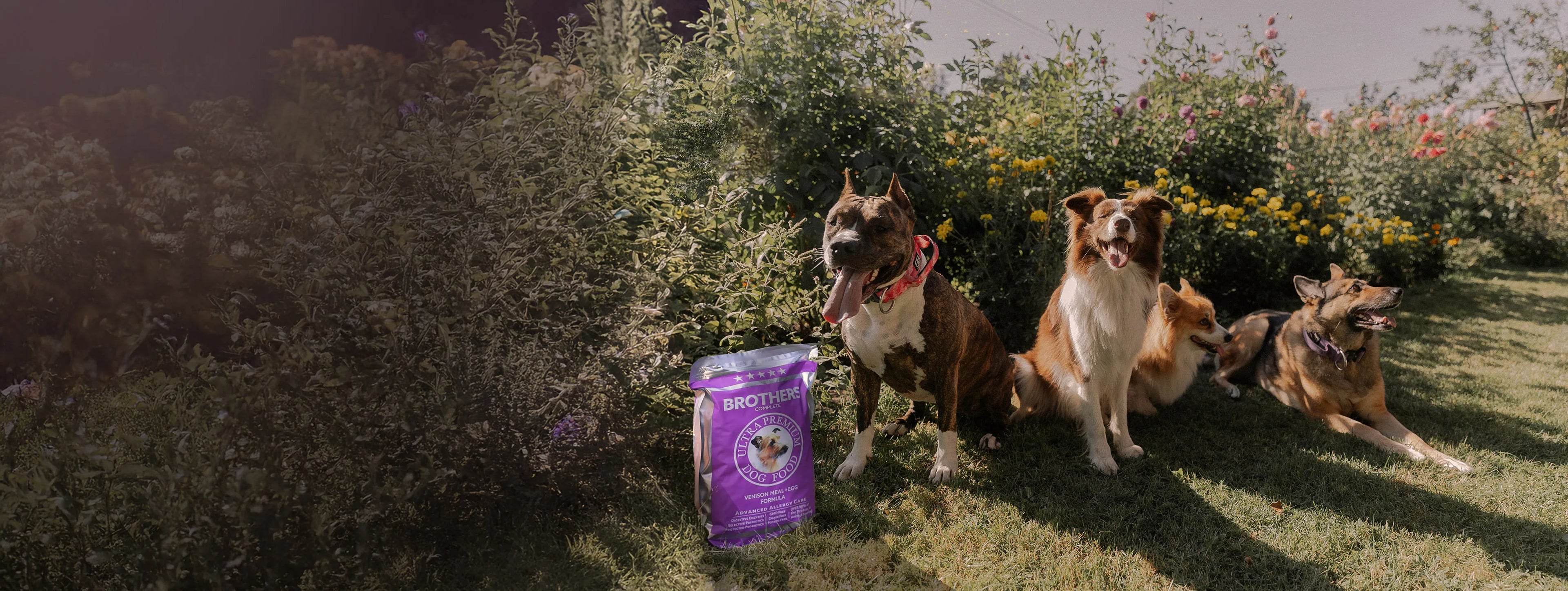 Three dogs sitting on grass with a purple bag of dog food in front of them.