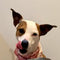 Dog with a pink scarf licking its nose against a plain background