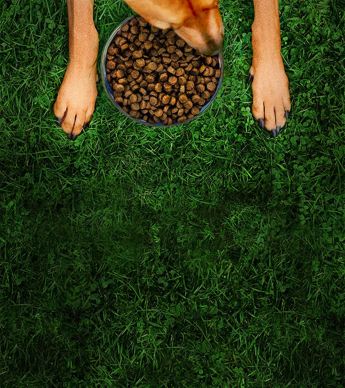 Dog's paw reaching into a bowl of dog food on grass