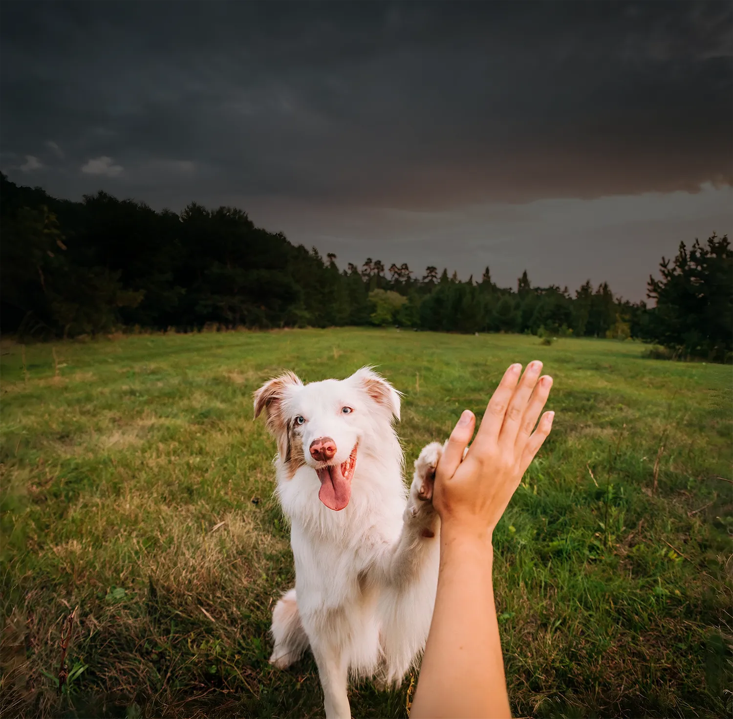 Dog reaching out to a person's hand in a grassy field with a dark sky.