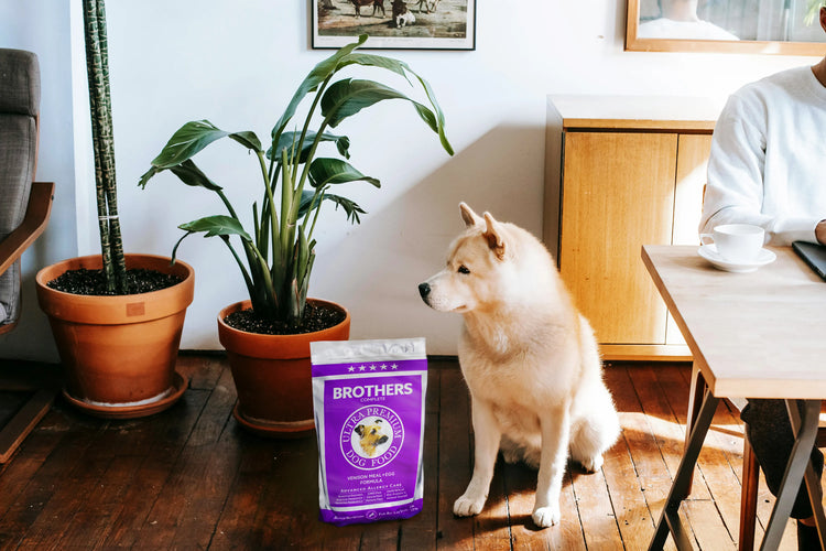 Dog sitting on a wooden floor next to a bag of Brothers pet food with potted plants and a person in the background.