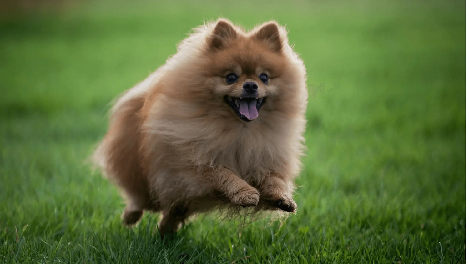 Pomeranian dog running on a grassy field