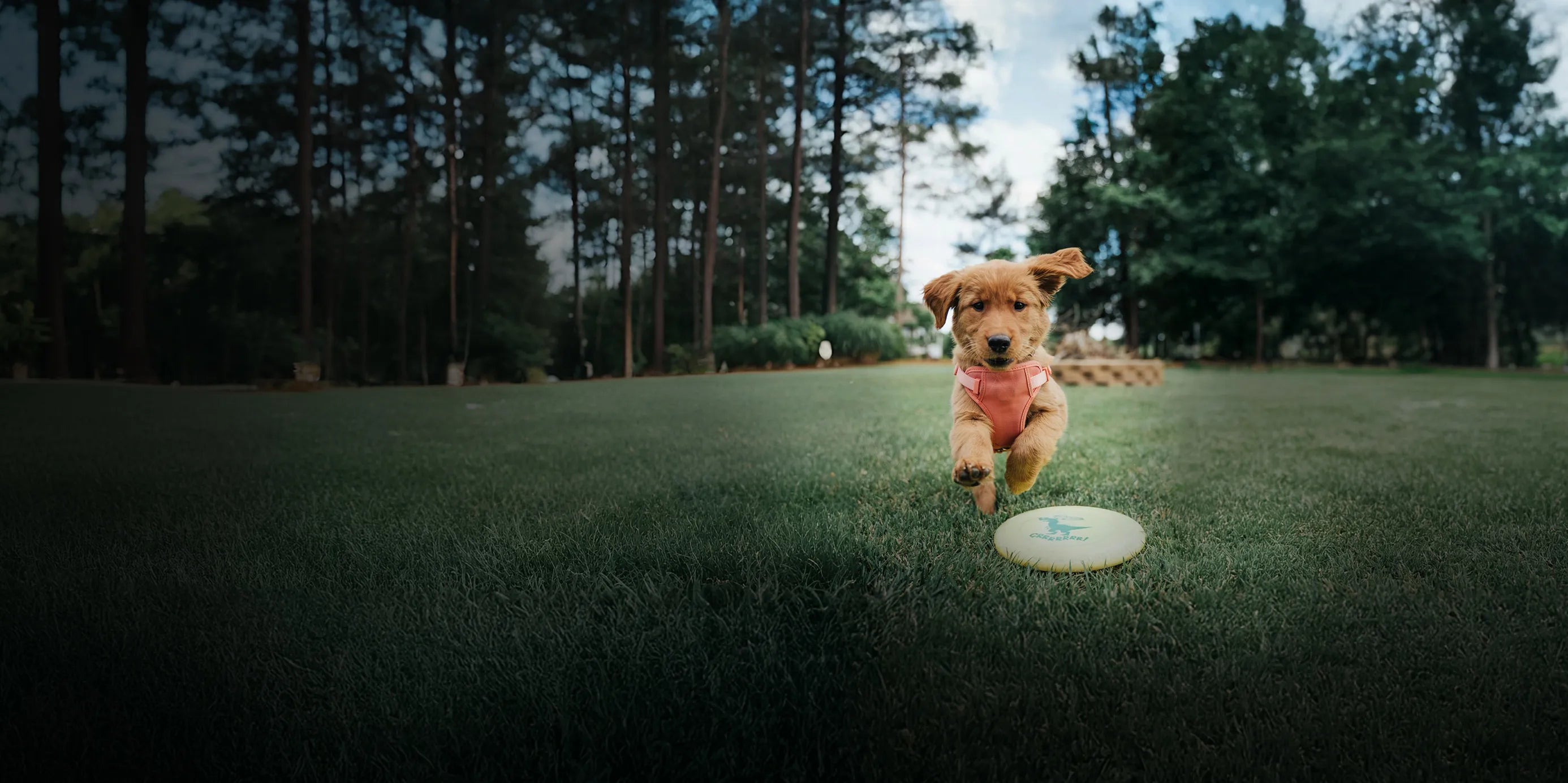 Dog running on grass with a frisbee in front of it, surrounded by trees.