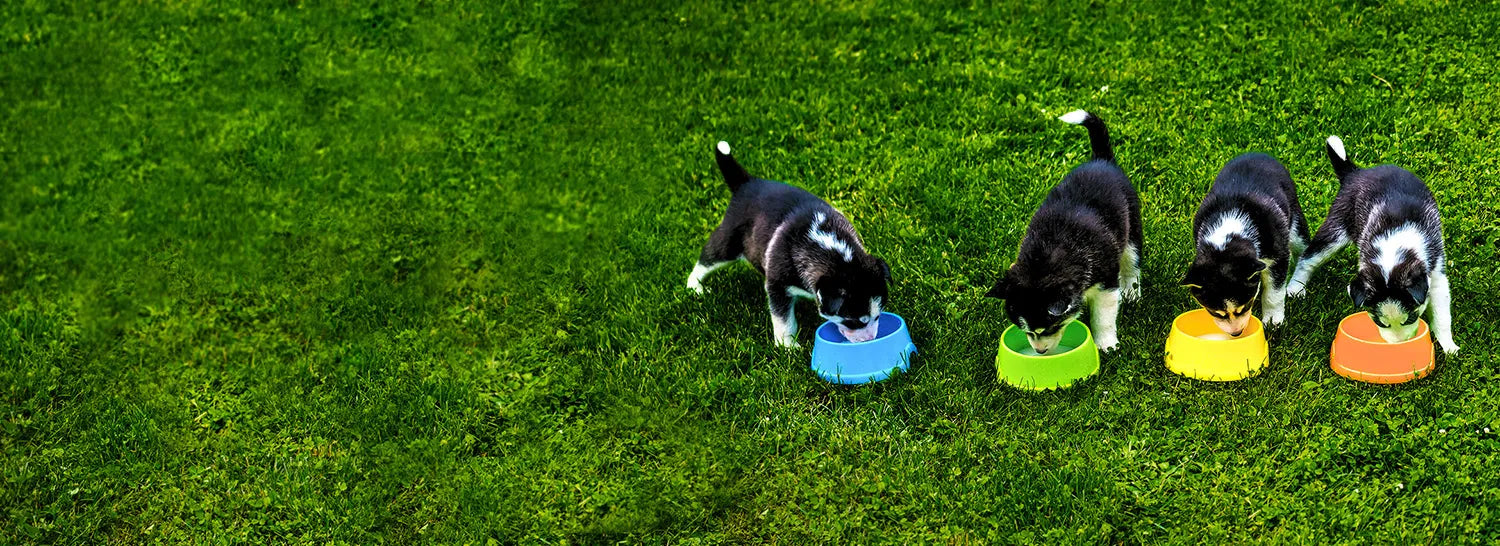 Four puppies eating from colorful bowls on a grassy field