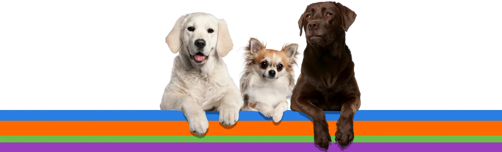 Three dogs of different breeds sitting behind a rainbow banner on a white background